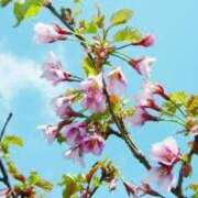 ヒメ日記 2025/07/01 07:13 投稿 みれい sakura