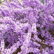 ヒメ日記 2025/08/02 07:12 投稿 みれい sakura