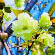 ヒメ日記 2025/11/01 07:02 投稿 みれい sakura