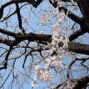 ヒメ日記 2026/03/29 15:07 投稿 れい One More奥様　厚木店