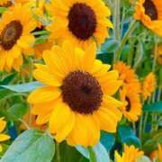 湯川 静奈 出勤しました♡ CASA BIANCA（カーサ・ビアンカ）