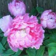 ヒメ日記 2025/01/01 13:07 投稿 山村 熟女の風俗最終章 新横浜店