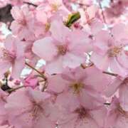 ヒメ日記 2025/03/13 15:16 投稿 山村 熟女の風俗最終章 新横浜店