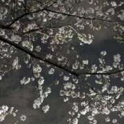 ヒメ日記 2025/03/31 12:09 投稿 山村 熟女の風俗最終章 新横浜店