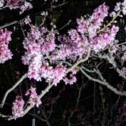 ヒメ日記 2025/03/31 18:16 投稿 山村 熟女の風俗最終章 新横浜店