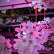 ヒメ日記 2025/04/04 15:16 投稿 山村 熟女の風俗最終章 新横浜店