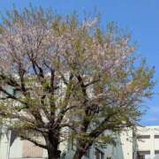 ヒメ日記 2025/04/13 15:16 投稿 山村 熟女の風俗最終章 新横浜店