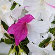 ヒメ日記 2025/04/25 06:07 投稿 山村 熟女の風俗最終章 新横浜店