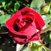 ヒメ日記 2025/05/14 06:16 投稿 山村 熟女の風俗最終章 新横浜店