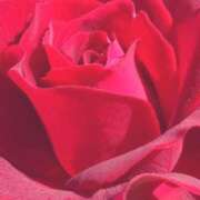 ヒメ日記 2025/05/14 09:14 投稿 山村 熟女の風俗最終章 新横浜店