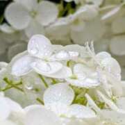 ヒメ日記 2025/06/03 12:16 投稿 山村 熟女の風俗最終章 新横浜店