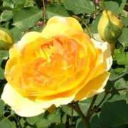 ヒメ日記 2025/06/15 00:06 投稿 山村 熟女の風俗最終章 新横浜店