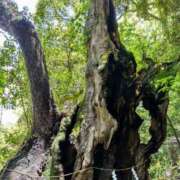 ヒメ日記 2025/07/14 03:06 投稿 山村 熟女の風俗最終章 新横浜店