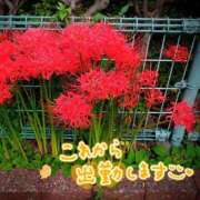 ヒメ日記 2025/10/01 15:06 投稿 山村 熟女の風俗最終章 新横浜店