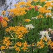 ヒメ日記 2025/10/05 12:07 投稿 山村 熟女の風俗最終章 新横浜店