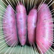 ヒメ日記 2025/10/13 01:06 投稿 山村 熟女の風俗最終章 新横浜店