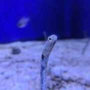 ヒメ日記 2025/11/11 00:16 投稿 山村 熟女の風俗最終章 新横浜店