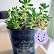 ヒメ日記 2025/03/30 12:09 投稿 あゆみ 風鈴（ふうりん）