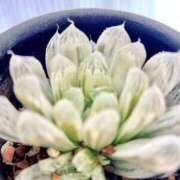 ヒメ日記 2025/04/10 12:39 投稿 あゆみ 風鈴（ふうりん）