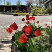 ヒメ日記 2025/04/21 11:54 投稿 あゆみ 風鈴（ふうりん）