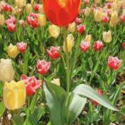 ヒメ日記 2025/04/29 11:58 投稿 あゆみ 風鈴（ふうりん）