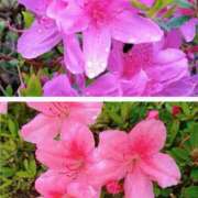 ヒメ日記 2025/05/03 11:45 投稿 あゆみ 風鈴（ふうりん）