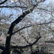 ヒメ日記 2025/04/07 07:16 投稿 あまね ロリ性感と痴女教師 池袋ちんぐり学園