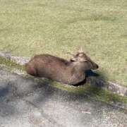 ヒメ日記 2025/11/15 21:01 投稿 あまね ロリ性感と痴女教師 池袋ちんぐり学園