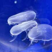 ヒメ日記 2025/12/16 21:01 投稿 あまね ロリ性感と痴女教師 池袋ちんぐり学園