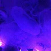 ヒメ日記 2025/06/11 12:04 投稿 あむ 西川口前立腺研究所