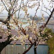 ヒメ日記 2025/03/05 12:15 投稿 じゅん 和歌山ちゃんこ