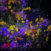 ヒメ日記 2025/11/30 13:34 投稿 じゅん 和歌山ちゃんこ