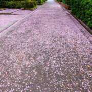 ヒメ日記 2026/04/09 07:45 投稿 清水ねね セクシーキャット 神田店