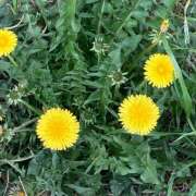 ヒメ日記 2025/04/10 07:23 投稿 高山ありさ セクシーキャット 神田店