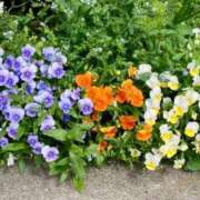 ヒメ日記 2025/04/27 07:28 投稿 高山ありさ セクシーキャット 神田店