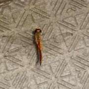 ヒメ日記 2025/08/04 07:30 投稿 高山ありさ セクシーキャット 神田店