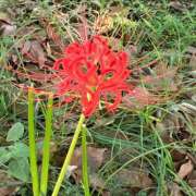 ヒメ日記 2025/09/28 07:27 投稿 高山ありさ セクシーキャット 神田店