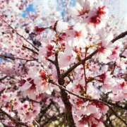 ヒメ日記 2025/04/05 11:00 投稿 にいな 五反田人妻ヒットパレード（シンデレラグループ）