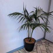 ヒメ日記 2025/01/16 14:37 投稿 ゆな 素人妻御奉仕倶楽部Hip's松戸店