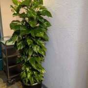 ヒメ日記 2025/01/23 15:43 投稿 ゆな 素人妻御奉仕倶楽部Hip's松戸店