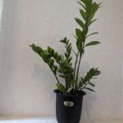 ヒメ日記 2025/02/11 12:34 投稿 ゆな 素人妻御奉仕倶楽部Hip's松戸店