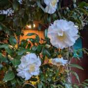 ヒメ日記 2025/03/28 17:58 投稿 ゆな 素人妻御奉仕倶楽部Hip's松戸店