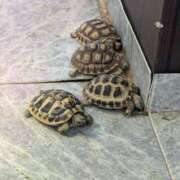 ヒメ日記 2025/04/14 18:06 投稿 ゆな 素人妻御奉仕倶楽部Hip's松戸店