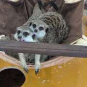 ヒメ日記 2025/04/14 19:16 投稿 ゆな 素人妻御奉仕倶楽部Hip's松戸店