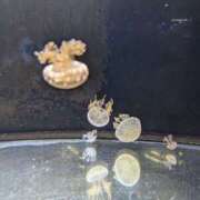 ヒメ日記 2025/04/19 23:56 投稿 ゆな 素人妻御奉仕倶楽部Hip's松戸店