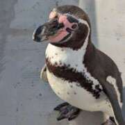 ヒメ日記 2025/04/22 09:16 投稿 ゆな 素人妻御奉仕倶楽部Hip's松戸店