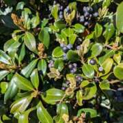 ヒメ日記 2025/04/30 16:11 投稿 ゆな 素人妻御奉仕倶楽部Hip's松戸店