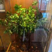 ヒメ日記 2025/05/18 18:05 投稿 ゆな 素人妻御奉仕倶楽部Hip's松戸店