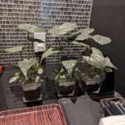 ヒメ日記 2025/07/09 10:26 投稿 ゆな 素人妻御奉仕倶楽部Hip's松戸店