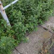 ヒメ日記 2025/08/01 09:16 投稿 ゆな 素人妻御奉仕倶楽部Hip's松戸店